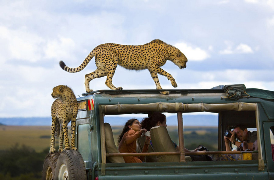 Третье место: Гепарды на экскурсионном автомобиле с туристами в африканском заповеднике. Фотограф: Янае Бонне (Yanai Bonneh).