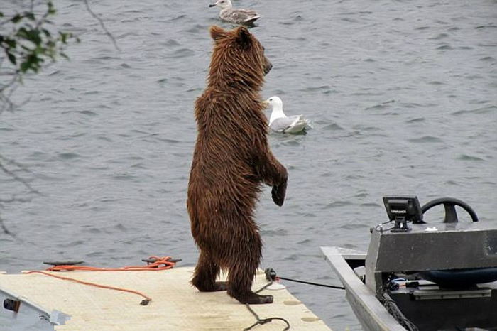 Медведь на Аляске пытается ловить рыбу на яхте (4)