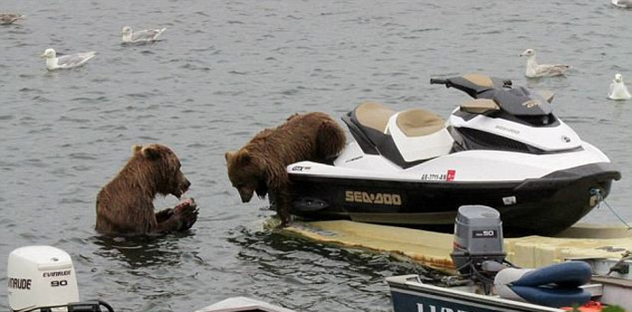 Медведь на Аляске пытается ловить рыбу на яхте (2)