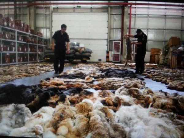 Пекинская таможня обнаружила 645 контрабандных волчьих шкур (2)