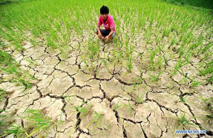 В Китае около 100 млн му сельхозугодий пострадали от засухи