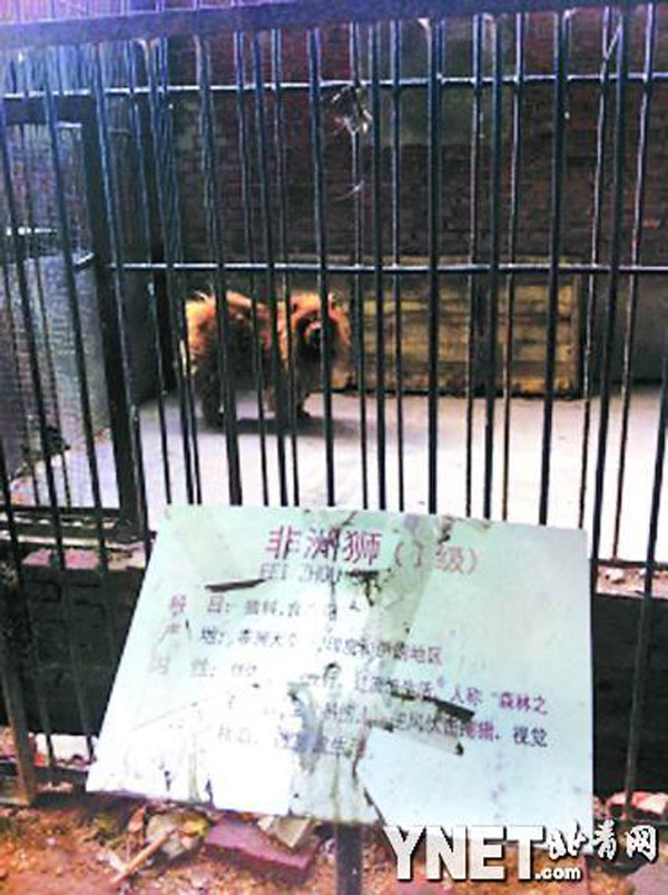 В зоопарке выдавали тибетского мастифа за льва