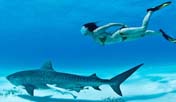 Красавица в бикини с тигровыми акулами