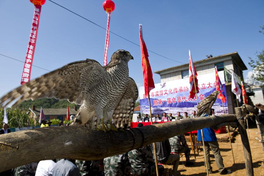 В провинции Цзилинь образовано Общество по наследованию традиций соколиной охоты