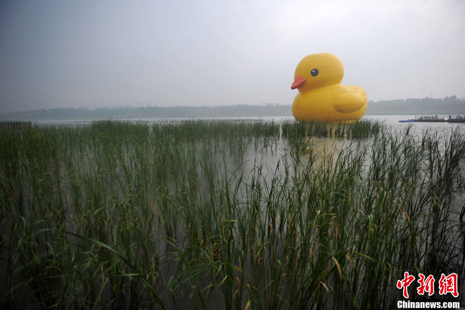 Огромная резиновая утка приплыла к парку ЭКСПО в Пекине (11)