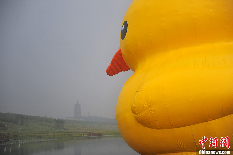 Огромная резиновая утка приплыла к парку ЭКСПО в Пекине (14)