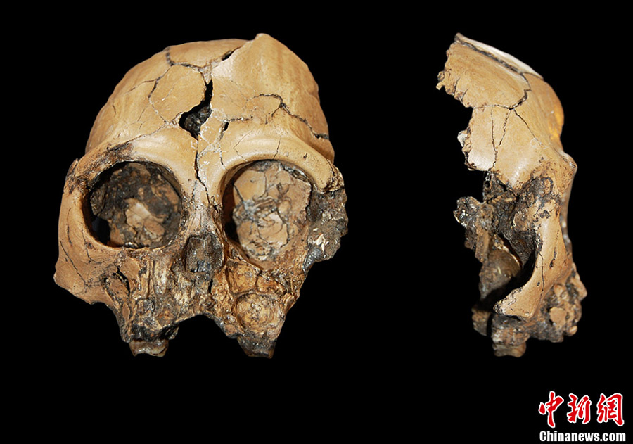 Китай: в провинции Юньнань обнаружены окаменелые кости головы австралопитека, существовавшего более 6 млн лет назад