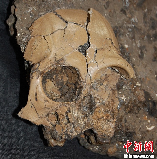 Китай: в провинции Юньнань обнаружены окаменелые кости головы австралопитека, существовавшего более 6 млн лет назад (2)