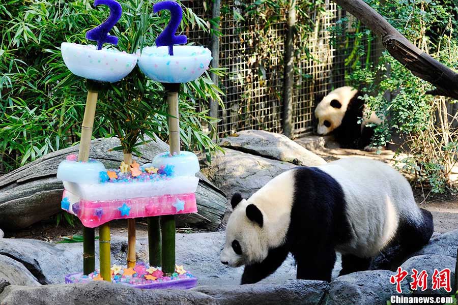 Живущая в США большая панда «Байюнь» отметила свой 22-й день рождения в зоопарке Сан-Диего (4)