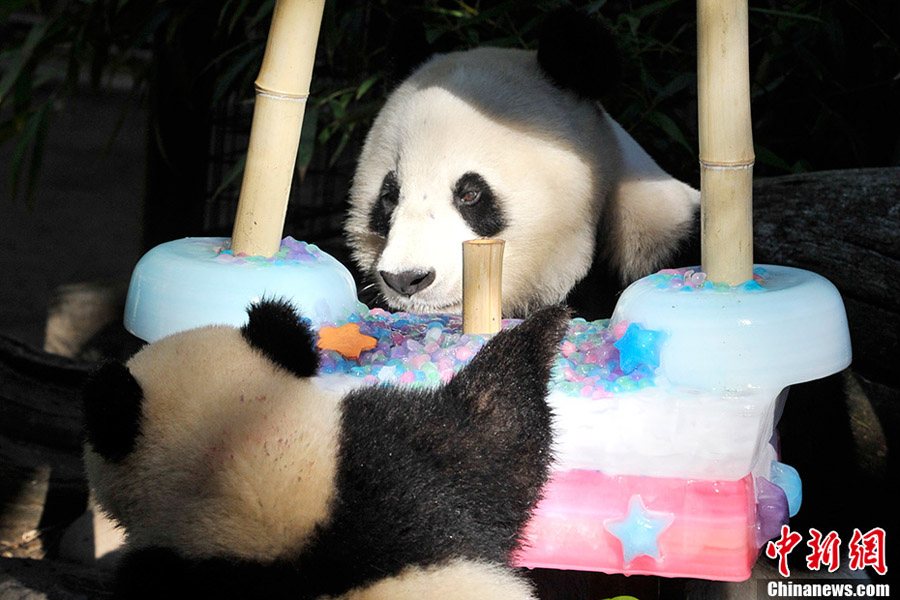 Живущая в США большая панда «Байюнь» отметила свой 22-й день рождения в зоопарке Сан-Диего (5)