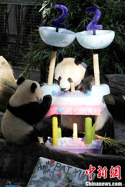 Живущая в США большая панда «Байюнь» отметила свой 22-й день рождения в зоопарке Сан-Диего (2)