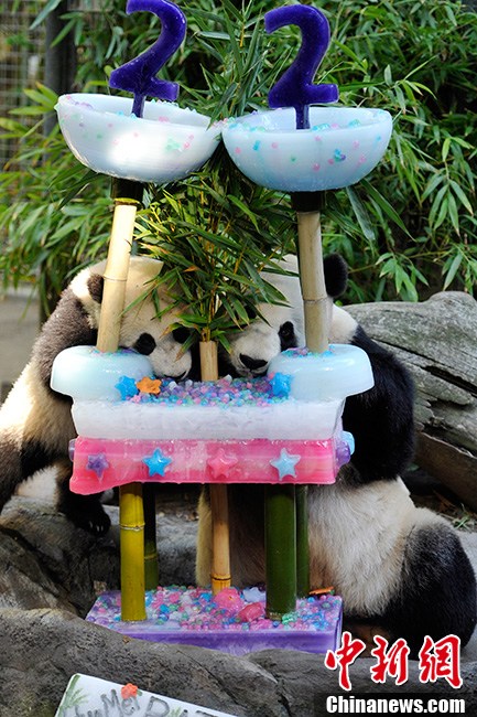 Живущая в США большая панда «Байюнь» отметила свой 22-й день рождения в зоопарке Сан-Диего