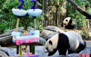 Большая панда «Байюнь» отметила свой 22-й день рождения в США