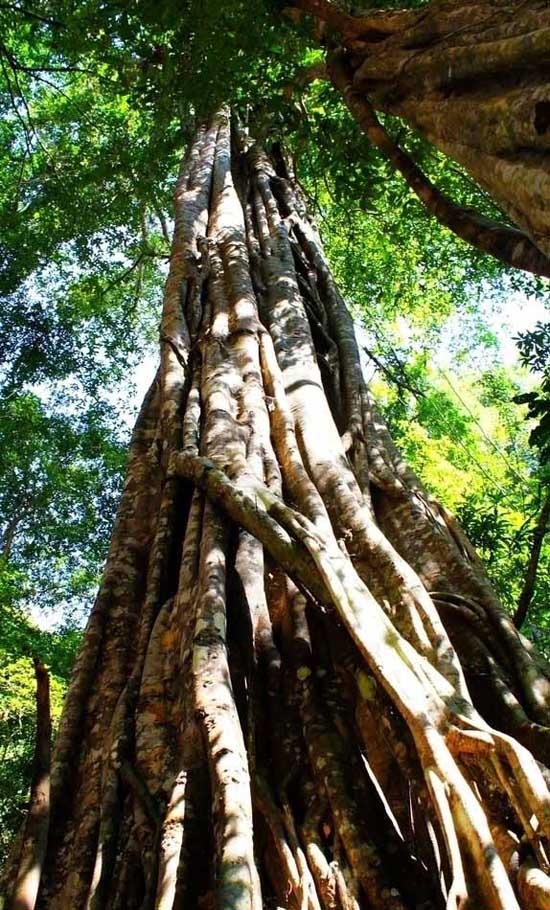Естественные ландшафты провинции Юньнань: Тропические влажные леса (17)