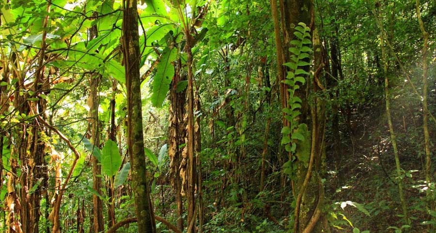 Естественные ландшафты провинции Юньнань: Тропические влажные леса (11)