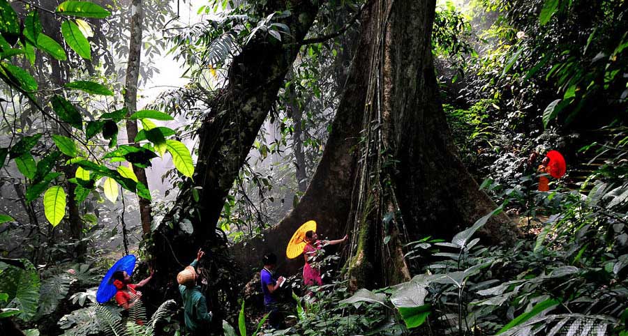 Естественные ландшафты провинции Юньнань: Тропические влажные леса (6)
