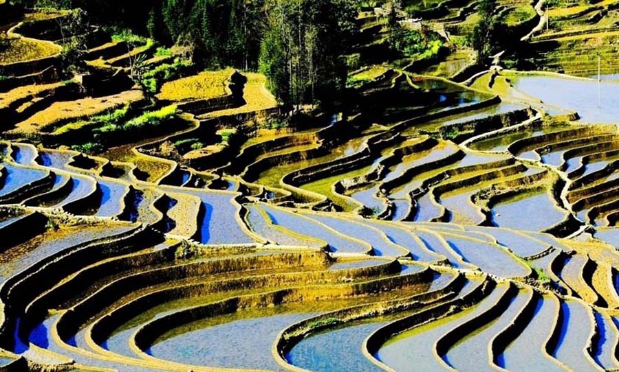 Мировое наследие провинции Юньнань: Рисовые террасы Юаньян (7)