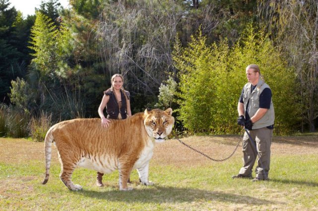 Лигр Геркулес, являющийся гибридом льва и тигрицы, живет в сафари Миртл-Бич - заповеднике штата Южной Каролины в США. Животное весит 418 кг при росте 3,3 метра.