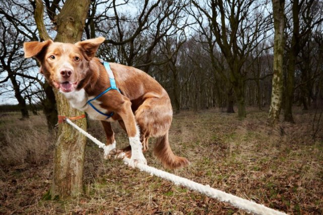 Собака Оззи (Ozzy) прошла по канату за 18,22 секунды в центре спасения животных F.A.I.T.H. в городе Норфолке, Англии.