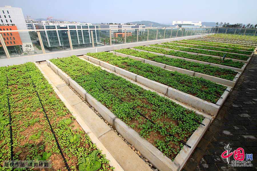В Нанкине открылся Всемирный конгресс Green Roof 2013 года (5)