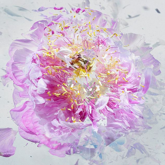 Великолепно, когда замороженные живые цветы были разбиты на тысячу кусков (7)
