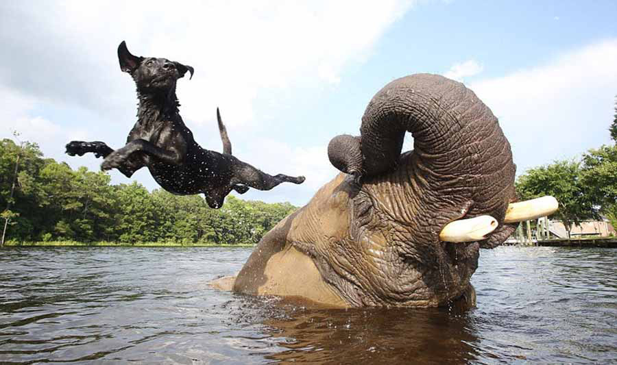 Фото: Дружба слона и собаки (5)