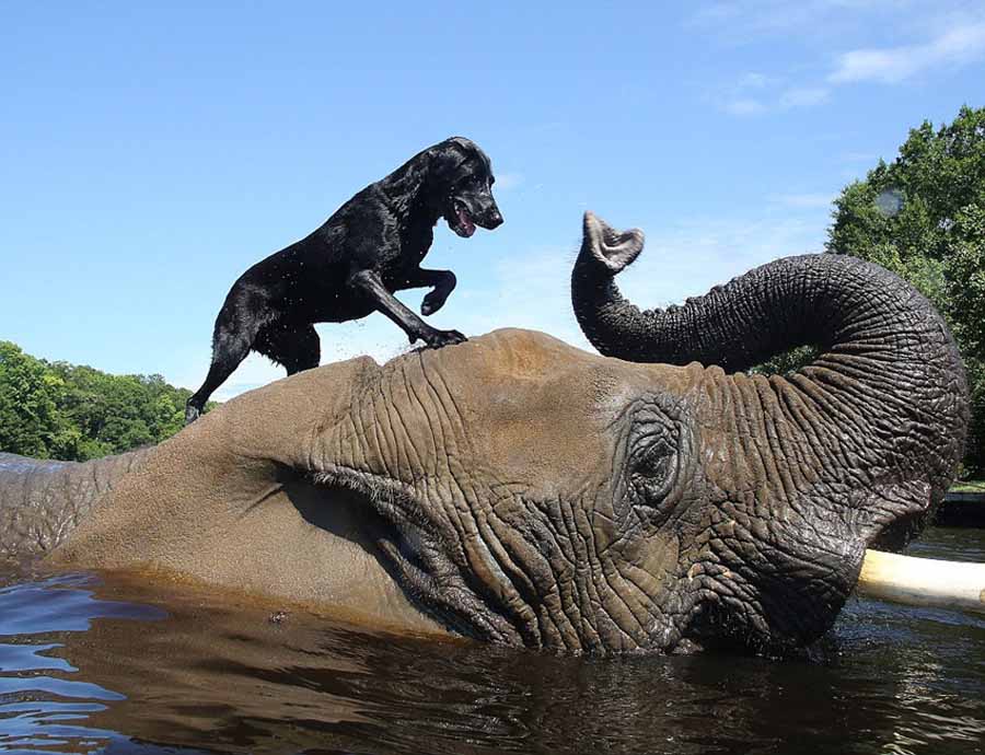 Фото: Дружба слона и собаки (3)