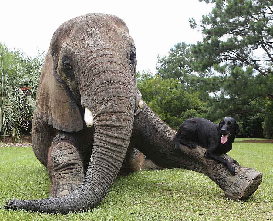Фото: Дружба слона и собаки (9)
