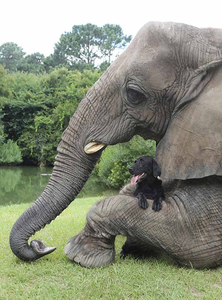 Фото: Дружба слона и собаки (8)