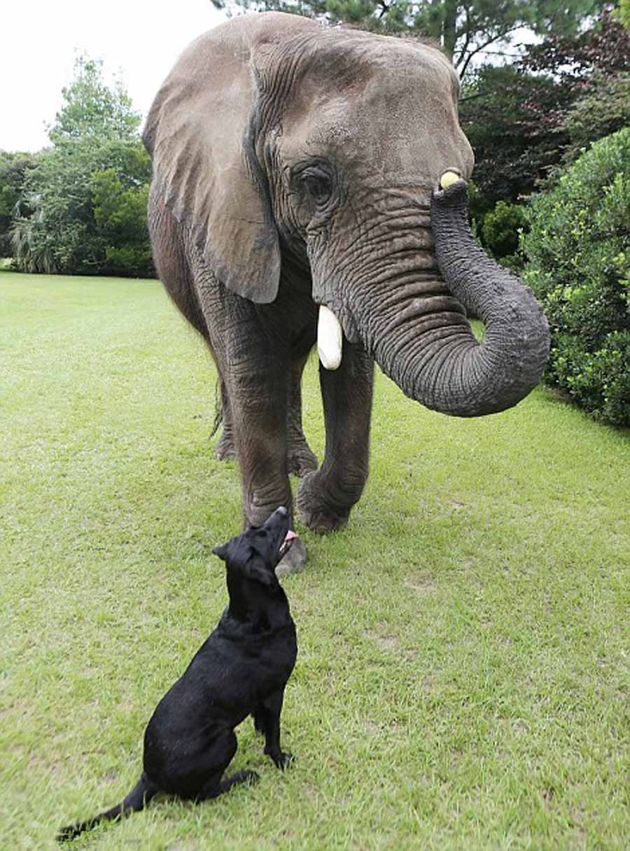 Фото: Дружба слона и собаки (7)