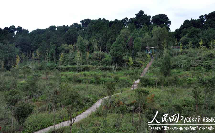 Зарубежные журналисты посетили коридор с зелеными кипарисами Цуйюньлан в провинции Сычуань (2)