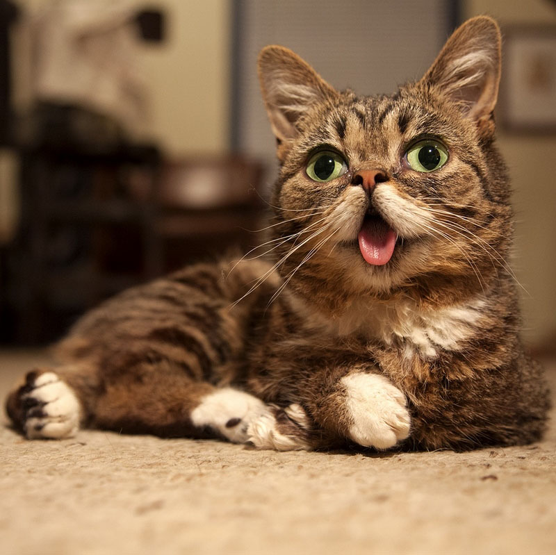 Самая удивительная кошка Лил Баб (9)