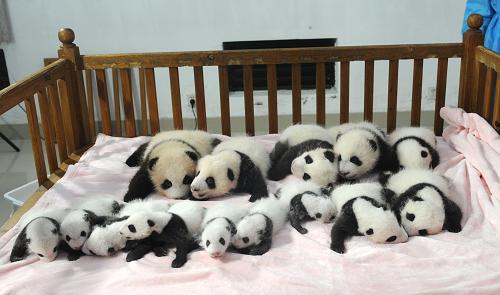 14 новорожденных панд были представлены жителям Чэнду (13)
