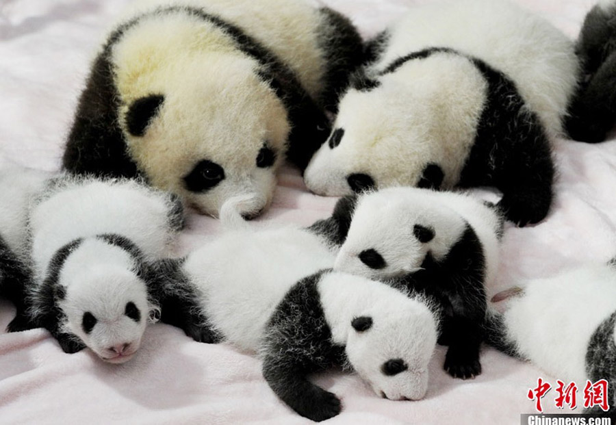 14 новорожденных панд были представлены жителям Чэнду (7)
