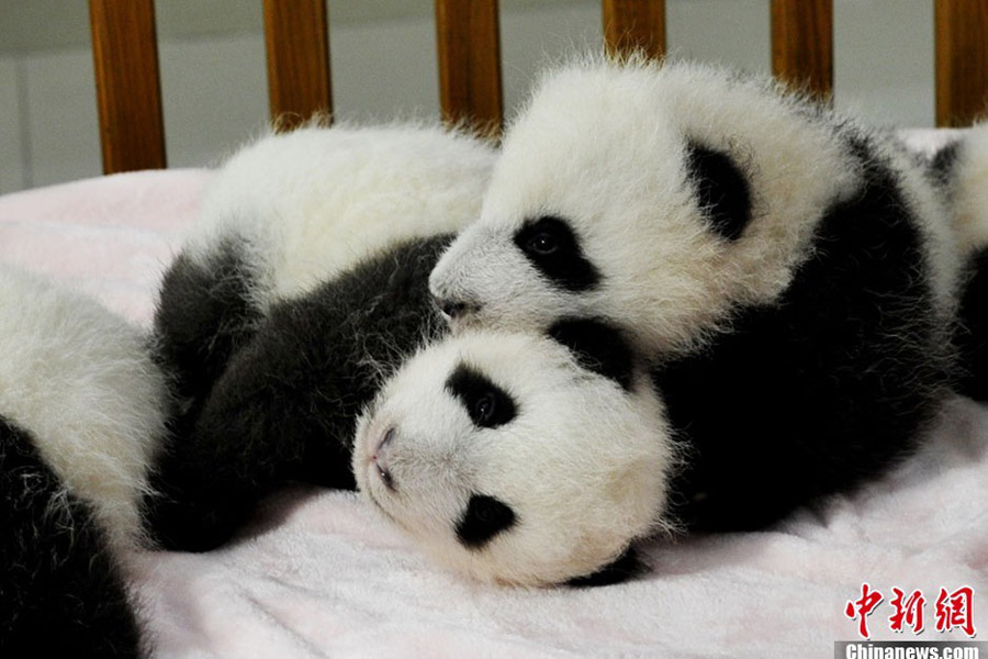 14 новорожденных панд были представлены жителям Чэнду (8)