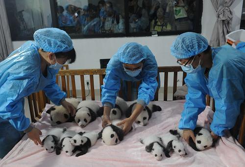 14 новорожденных панд были представлены жителям Чэнду (11)