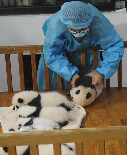 14 новорожденных панд были представлены жителям Чэнду (10)