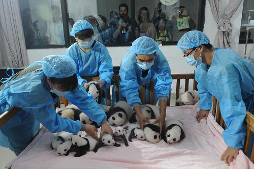 14 новорожденных панд были представлены жителям Чэнду (12)
