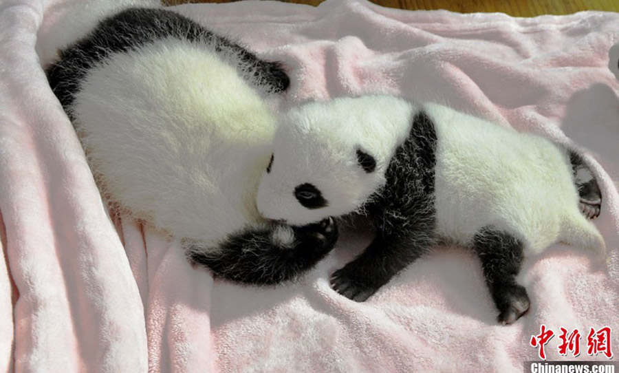 14 новорожденных панд были представлены жителям Чэнду (4)