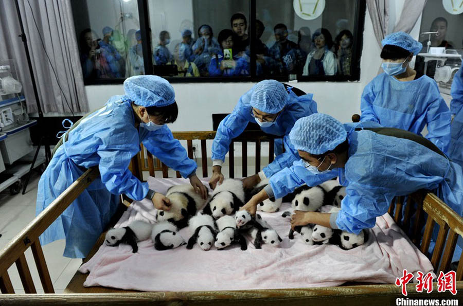 14 новорожденных панд были представлены жителям Чэнду (2)
