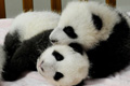 14 новорожденных детенышей панд