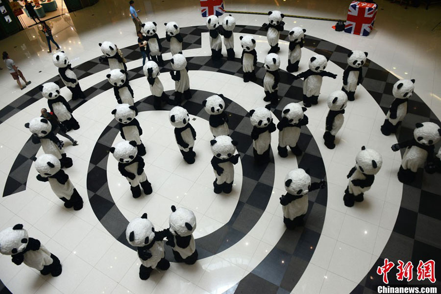 Десятки больших панд появились в Чэнду (2)