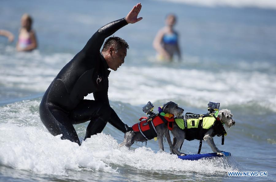 Соревнование по серфингу среди собак в Калифорнии (4)