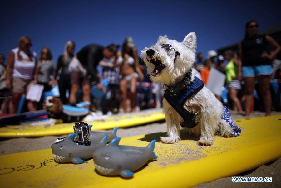 Соревнование по серфингу среди собак в Калифорнии (3)