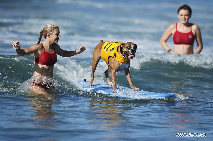 Соревнование по серфингу среди собак в Калифорнии (2)