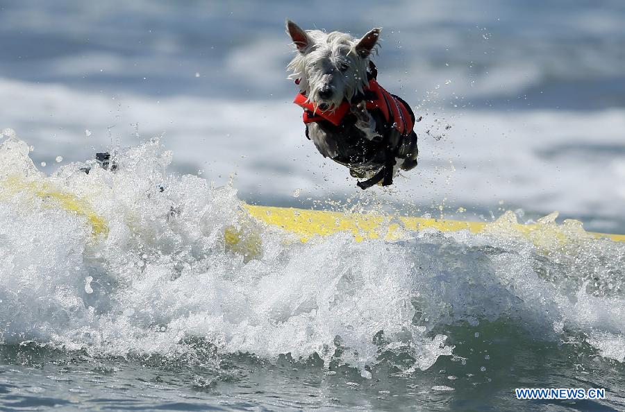 Соревнование по серфингу среди собак в Калифорнии