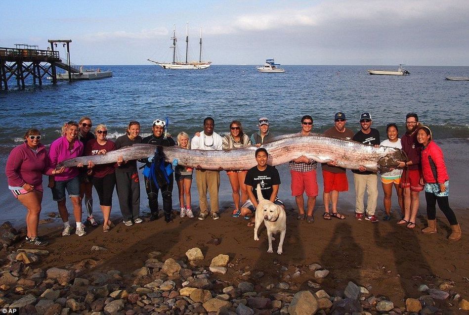 В Калифорнии поймали ремень-рыбу длиной 5,5 метра