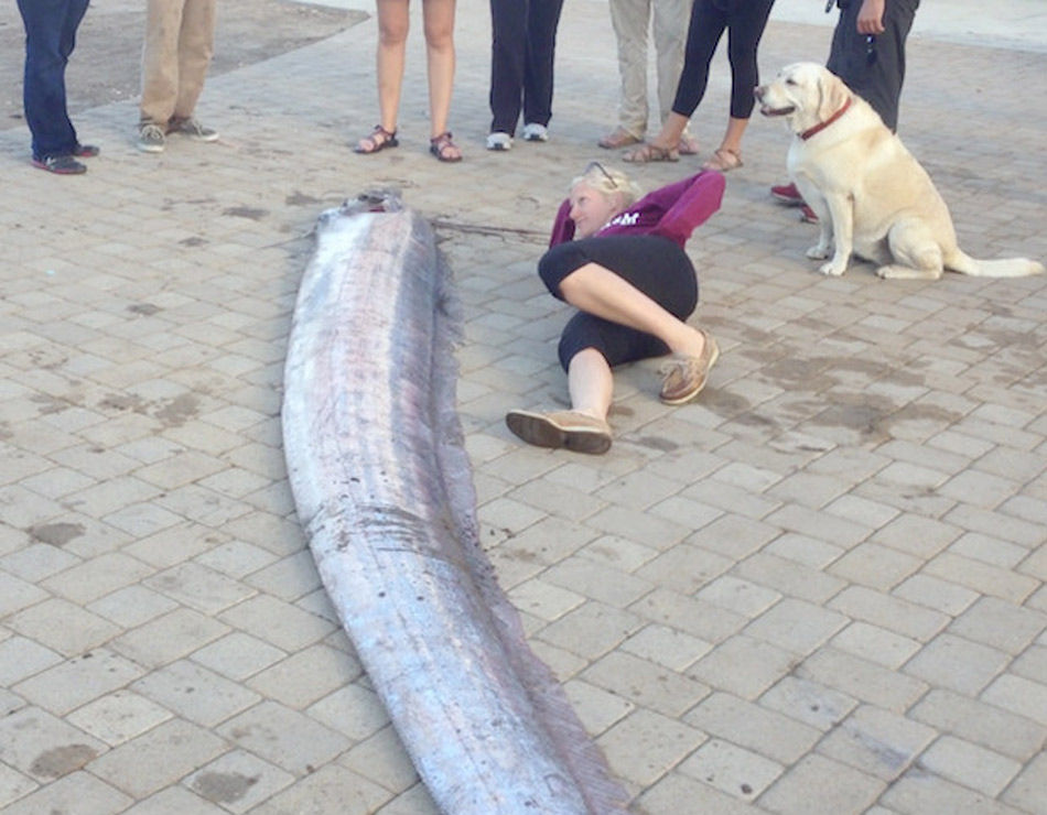 В Калифорнии поймали ремень-рыбу длиной 5,5 метра (2)