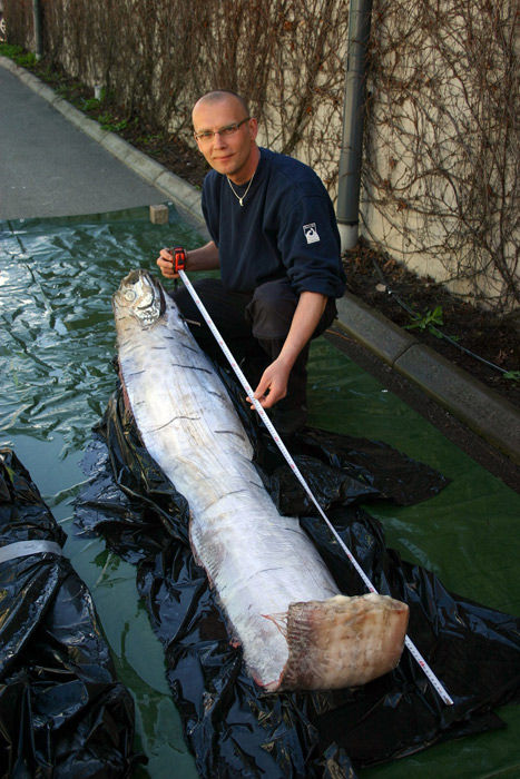 В Калифорнии поймали ремень-рыбу длиной 5,5 метра (3)