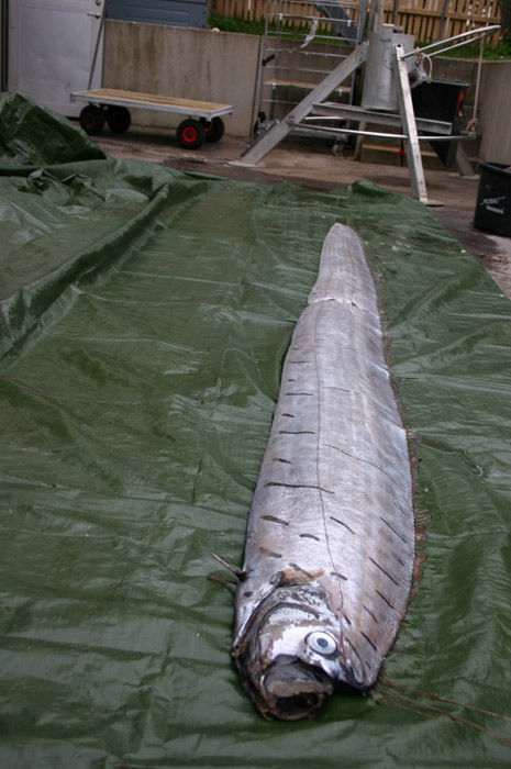 В Калифорнии поймали ремень-рыбу длиной 5,5 метра (4)